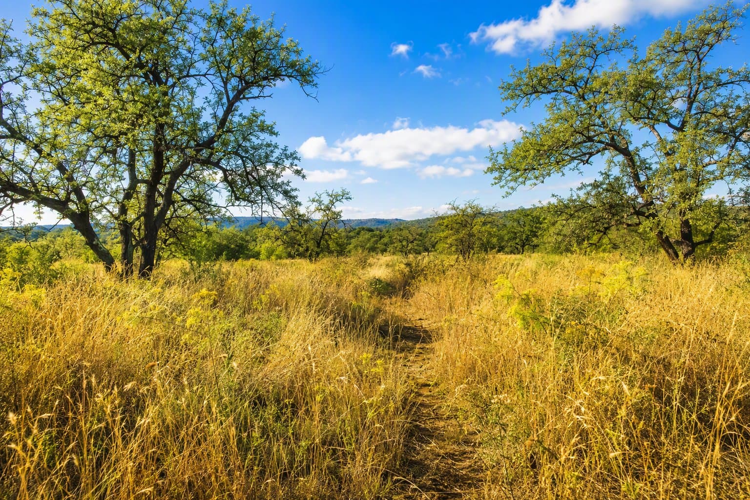 Texas Quail Habitat - illustration, Jake Team LLC